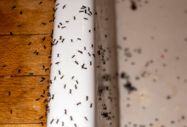 Best Emergency Pest Control  in Jessup, MD