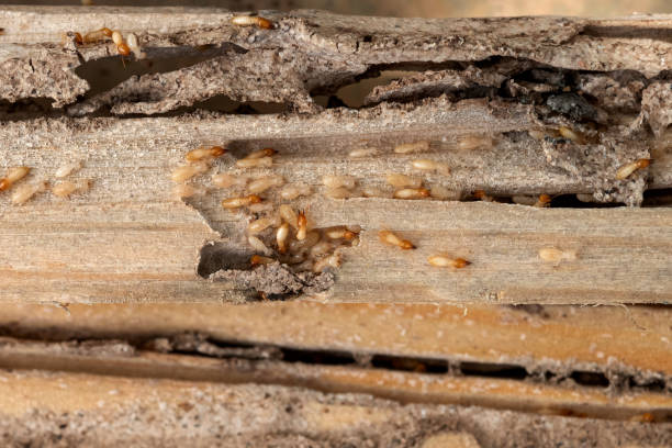 Best Local Pest Control Services  in Jessup, MD